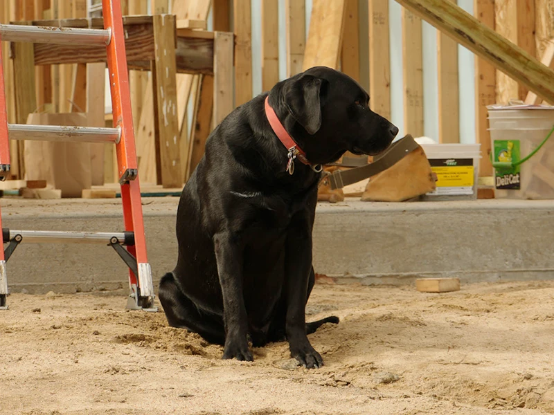 Buddy, a black dog, sitting in front of a house under construction.